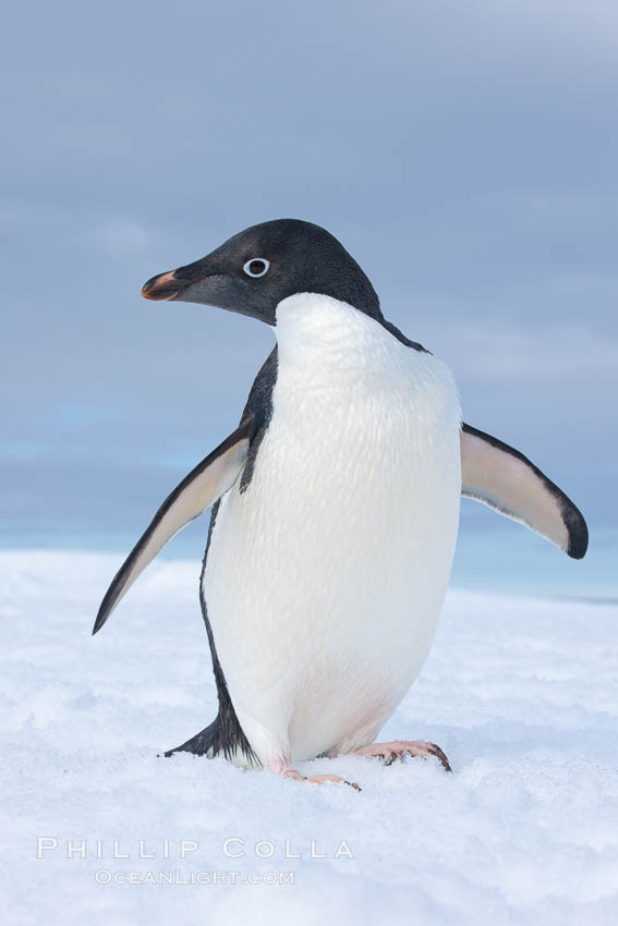 A curious Adelie penguin, standing at the edge of an iceberg, looks over the photographer. Paulet Island, Antarctic Peninsula, Antarctica, Pygoscelis adeliae, natural history stock photograph, photo id 25122
