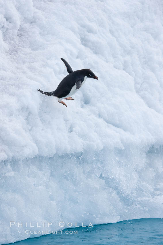 Adelie penguin leaping off an iceberg into the ocean. Paulet Island, Antarctic Peninsula, Antarctica, Pygoscelis adeliae, natural history stock photograph, photo id 25138