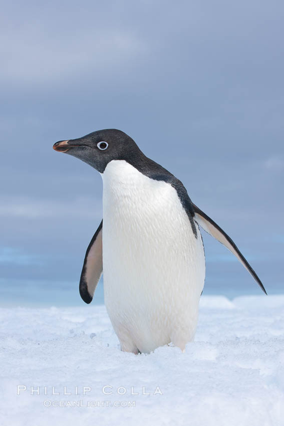 A curious Adelie penguin, standing at the edge of an iceberg, looks over the photographer. Paulet Island, Antarctic Peninsula, Antarctica, Pygoscelis adeliae, natural history stock photograph, photo id 25124