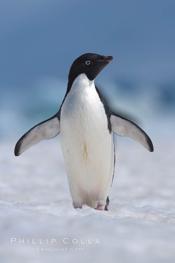 Adelie penguin walking on snow pack. Paulet Island, Antarctic Peninsula, Antarctica, Pygoscelis adeliae, natural history stock photograph, photo id 25071