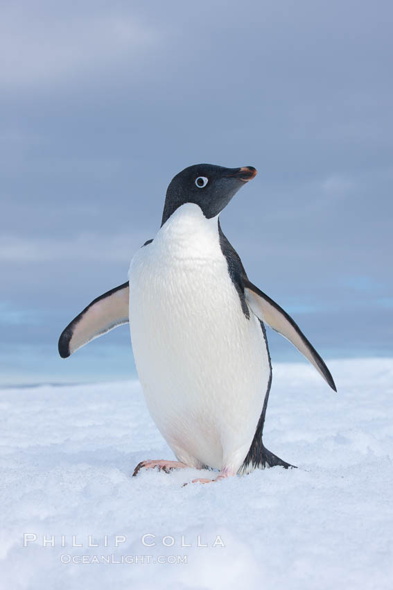 A curious Adelie penguin, standing at the edge of an iceberg, looks over the photographer. Paulet Island, Antarctic Peninsula, Antarctica, Pygoscelis adeliae, natural history stock photograph, photo id 25123