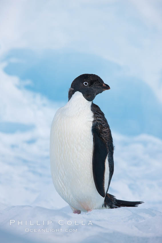 Adelie penguin, standing on a white iceberg. Paulet Island, Antarctic Peninsula, Antarctica, Pygoscelis adeliae, natural history stock photograph, photo id 25127
