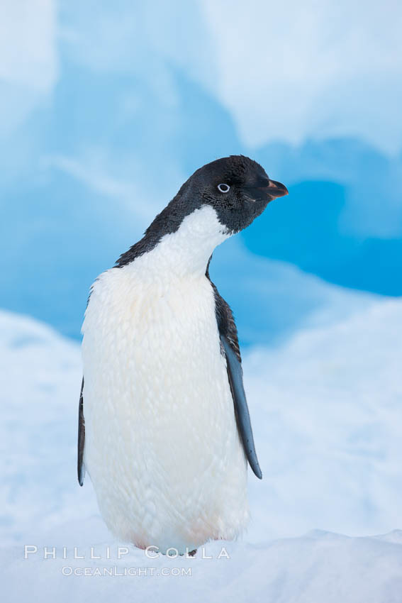Adelie penguin, standing on a white iceberg. Paulet Island, Antarctic Peninsula, Antarctica, Pygoscelis adeliae, natural history stock photograph, photo id 25131