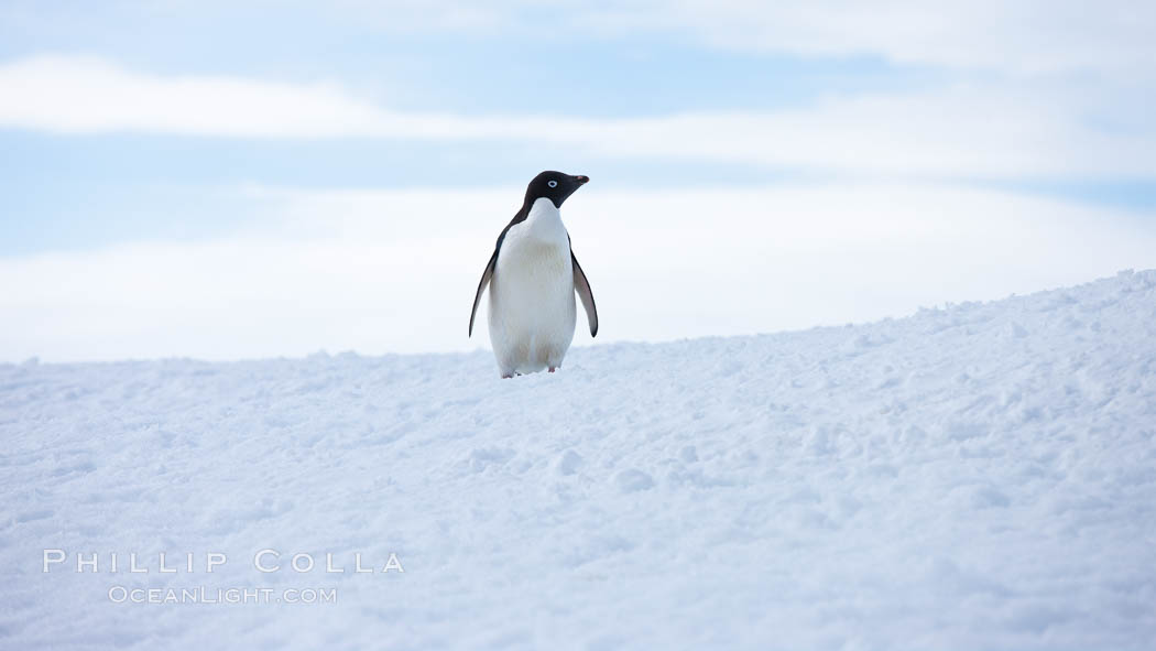 Adelie penguin, standing all alone on a big iceberg. Paulet Island, Antarctic Peninsula, Antarctica, Pygoscelis adeliae, natural history stock photograph, photo id 25135