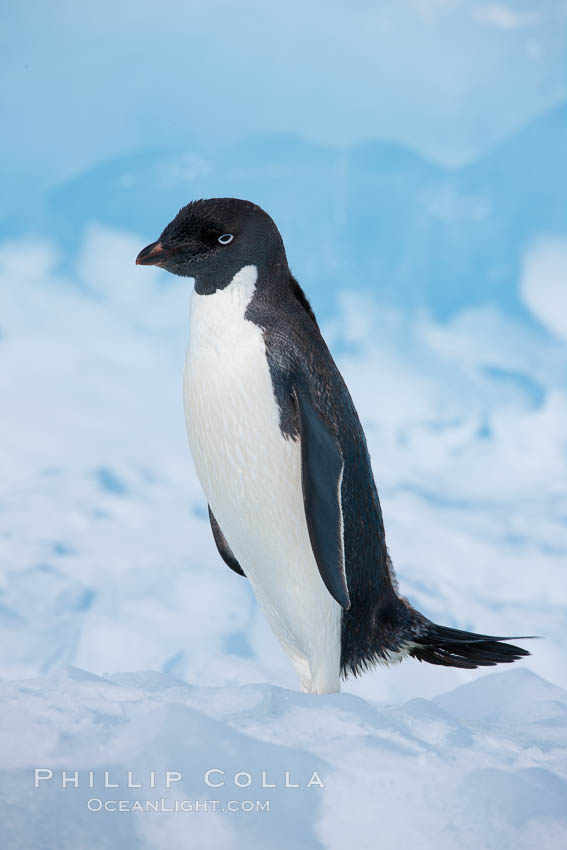 Adelie penguin, standing on a white iceberg. Paulet Island, Antarctic Peninsula, Antarctica, Pygoscelis adeliae, natural history stock photograph, photo id 25129