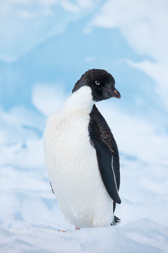 Adelie penguin, standing on a white iceberg. Paulet Island, Antarctic Peninsula, Antarctica, Pygoscelis adeliae, natural history stock photograph, photo id 25133
