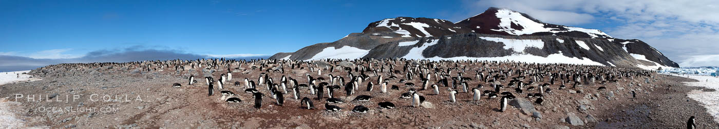 Panorama of adelie penguins at Paulet Island. Antarctic Peninsula, Antarctica, Pygoscelis adeliae, natural history stock photograph, photo id 26305