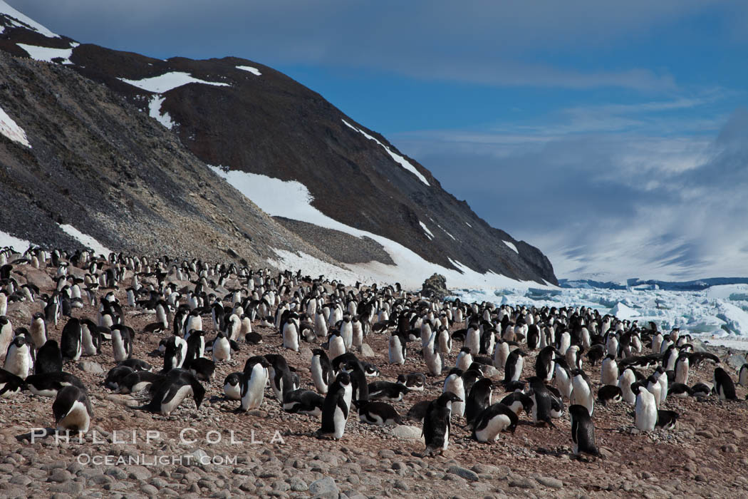 Adelie penguins, nesting, part of the enormous colony on Paulet Island, with the tall ramparts of the island and clouds seen in the background.  Adelie penguins nest on open ground and assemble nests made of hundreds of small stones. Antarctic Peninsula, Antarctica, Pygoscelis adeliae, natural history stock photograph, photo id 25152