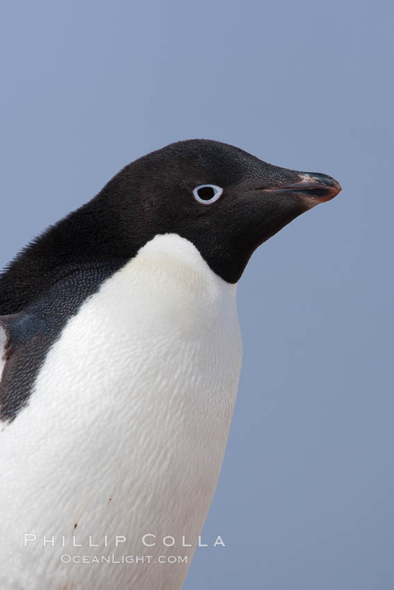 Adelie penguin, portrait showing beak and eye. Paulet Island, Antarctic Peninsula, Antarctica, Pygoscelis adeliae, natural history stock photograph, photo id 25156