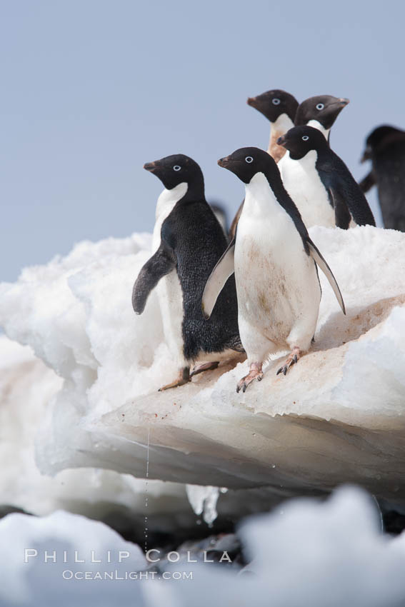 Adelie penguins. Paulet Island, Antarctic Peninsula, Antarctica, Pygoscelis adeliae, natural history stock photograph, photo id 25159