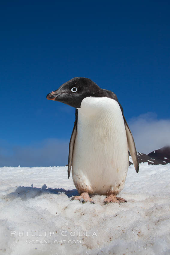 A curious Adelie penguin, standing on snow, inspects the photographer. Paulet Island, Antarctic Peninsula, Antarctica, Pygoscelis adeliae, natural history stock photograph, photo id 25149