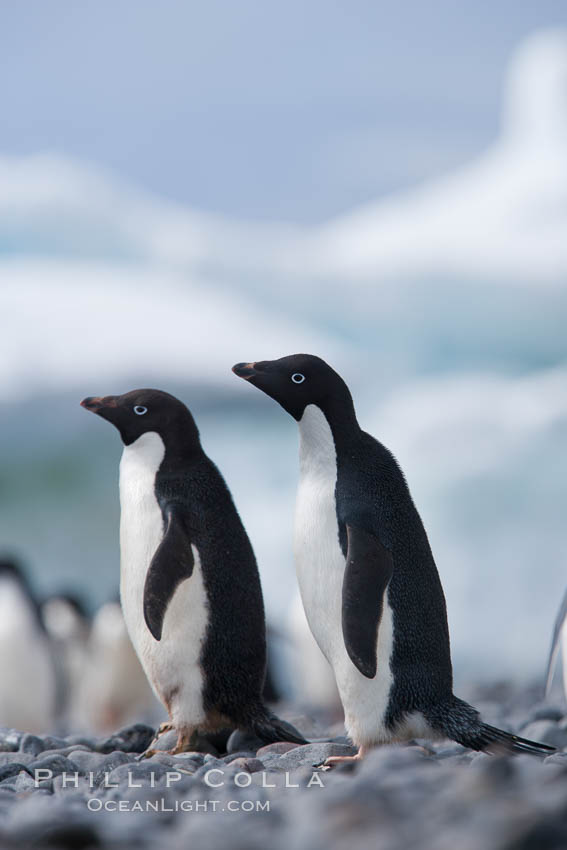 Adelie penguins. Paulet Island, Antarctic Peninsula, Antarctica, Pygoscelis adeliae, natural history stock photograph, photo id 25161