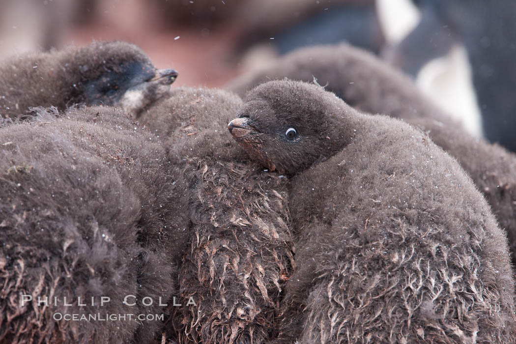 Adelie penguin chicks, huddle together in a snowstorm for warmth and protection.  This group of chicks is known as a creche, Pygoscelis adeliae, Shingle Cove, Coronation Island, South Orkney Islands, Southern Ocean