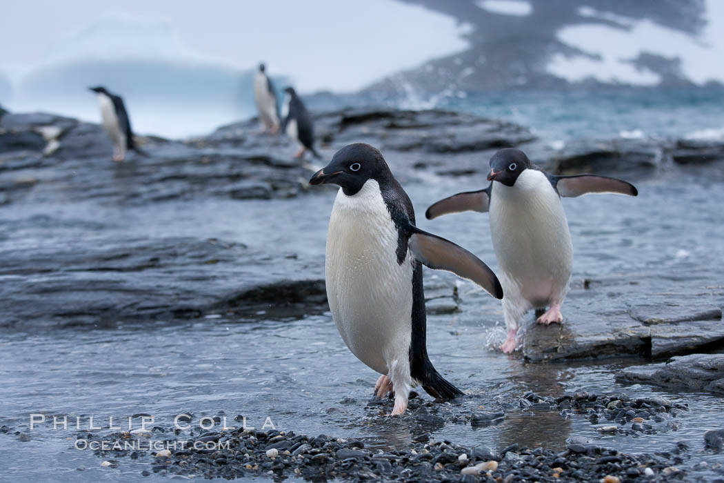 Adelie penguins, Shingle Cove. Coronation Island, South Orkney Islands, Southern Ocean, Pygoscelis adeliae, natural history stock photograph, photo id 25074