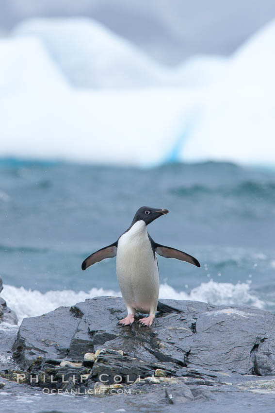 Adelie penguin stands on rocky shore, icebergs in the background, Shingle Cove. Coronation Island, South Orkney Islands, Southern Ocean, Pygoscelis adeliae, natural history stock photograph, photo id 25082