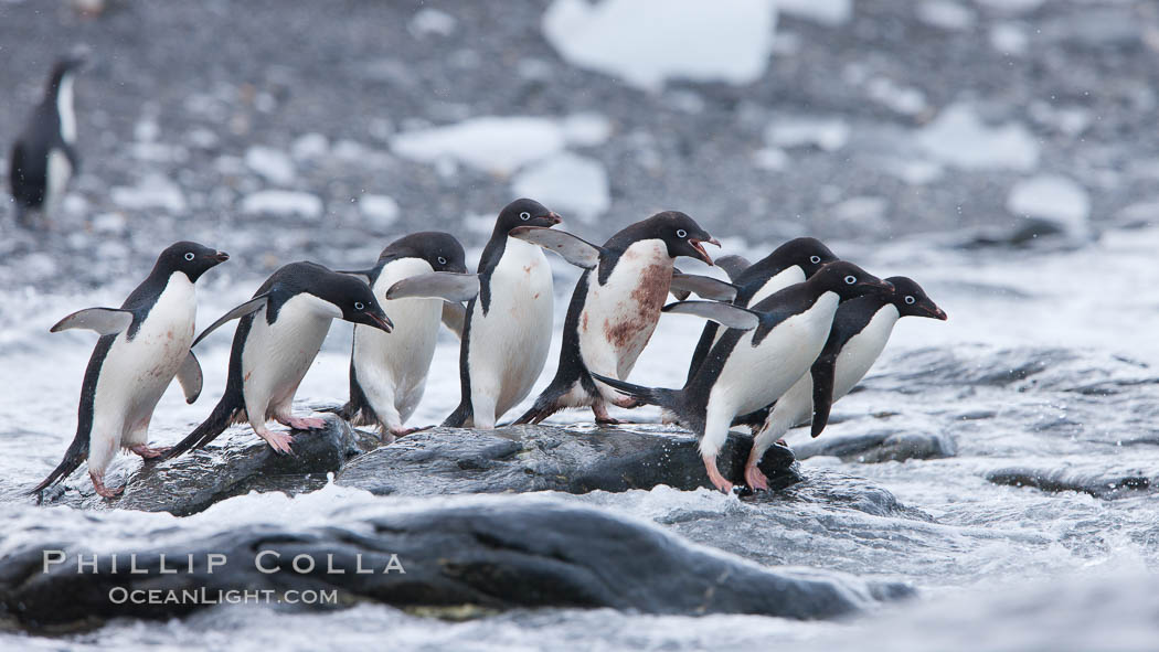 Adelie penguins rush into the water en masse, from the cobblestone beach at Shingle Cove on Coronation Island. South Orkney Islands, Southern Ocean, Pygoscelis adeliae, natural history stock photograph, photo id 25028