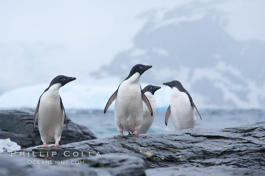 Adelie penguins, Shingle Cove, Coronation Island, South Orkney Islands. Southern Ocean, Pygoscelis adeliae, natural history stock photograph, photo id 25075