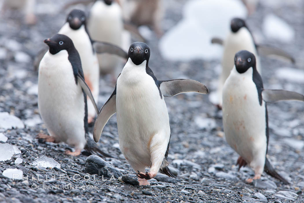 Adelie penguins, Shingle Cove, Coronation Island, South Orkney Islands. Southern Ocean, Pygoscelis adeliae, natural history stock photograph, photo id 25083