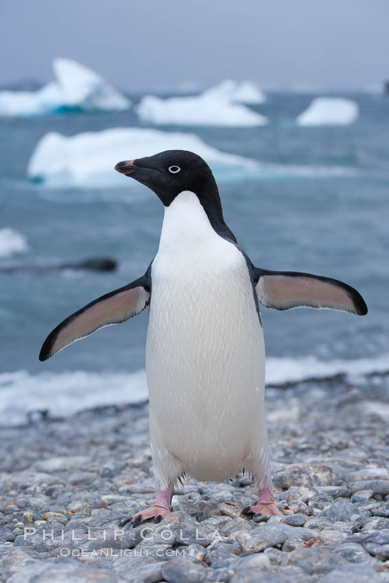 Adelie penguin on cobblestone beach, Shingle Cove. Coronation Island, South Orkney Islands, Southern Ocean, Pygoscelis adeliae, natural history stock photograph, photo id 25087