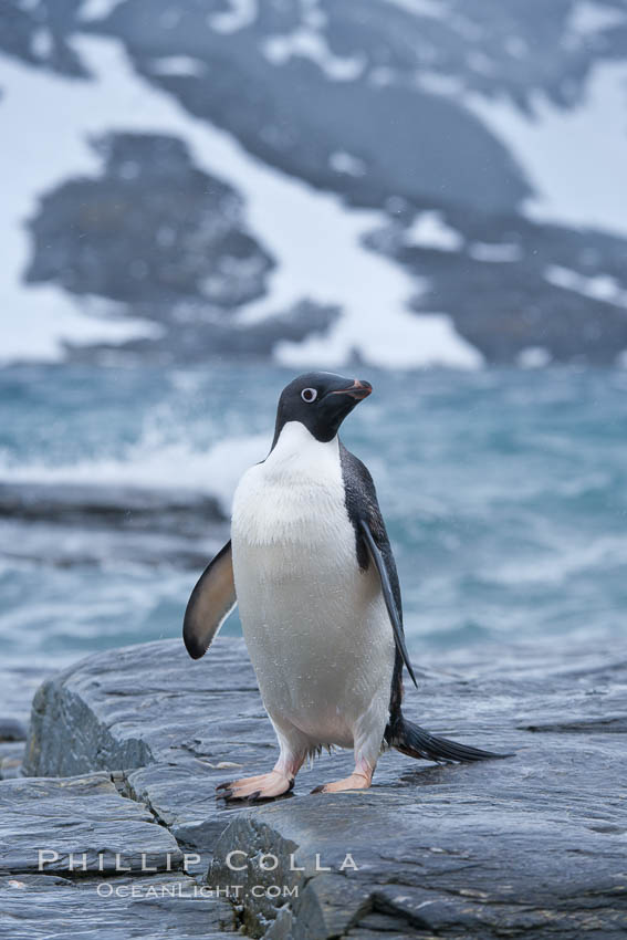 Adelie penguin, on rocky shore, leaving the ocean after foraging for food, Shingle Cove. Coronation Island, South Orkney Islands, Southern Ocean, Pygoscelis adeliae, natural history stock photograph, photo id 25077