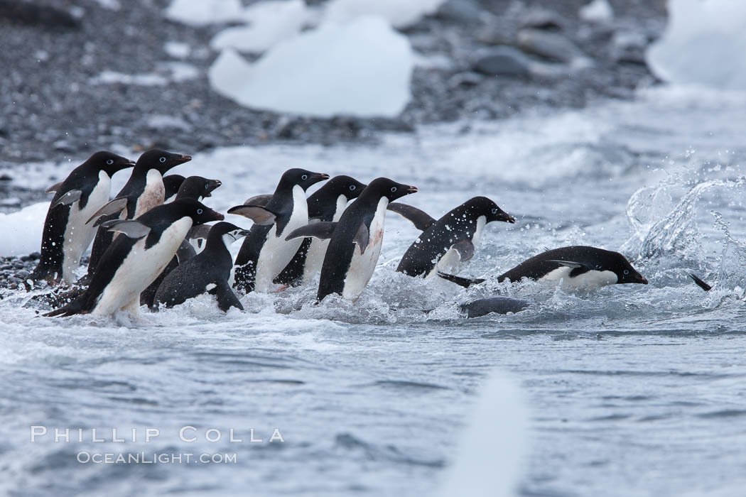 Adelie penguins rush into the water en masse, from the cobblestone beach at Shingle Cove on Coronation Island. South Orkney Islands, Southern Ocean, Pygoscelis adeliae, natural history stock photograph, photo id 25085