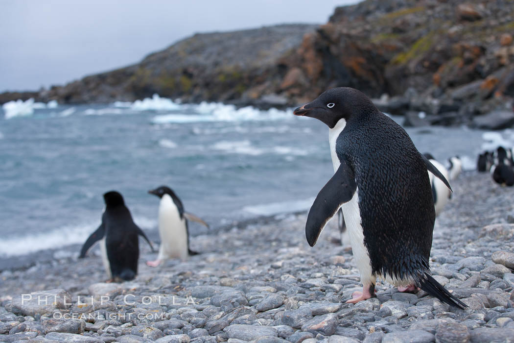 Adelie penguin walking across a beach to go out to sea. Shingle Cove, Coronation Island, South Orkney Islands, Southern Ocean, Pygoscelis adeliae, natural history stock photograph, photo id 25088