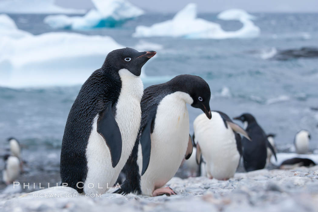 Adelie penguins, Shingle Cove, Coronation Island, South Orkney Islands. Southern Ocean, Pygoscelis adeliae, natural history stock photograph, photo id 25176