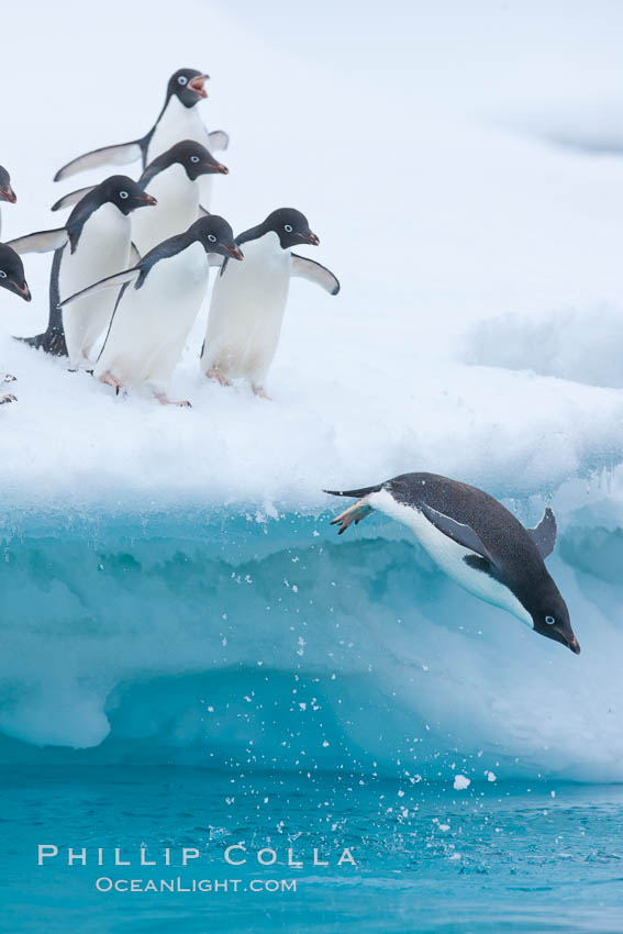 Adelie penguins. Brown Bluff, Antarctic Peninsula, Antarctica, Pygoscelis adeliae, natural history stock photograph, photo id 26376