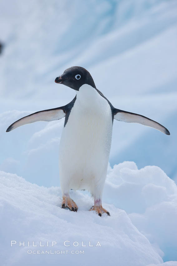 Adelie penguin. Paulet Island, Antarctic Peninsula, Antarctica, Pygoscelis adeliae, natural history stock photograph, photo id 26363