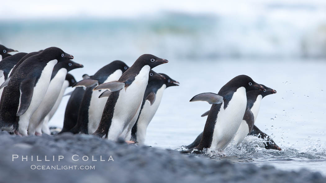 Adelie penguins ready to enter the ocean. Brown Bluff, Antarctic Peninsula, Antarctica, Pygoscelis adeliae, natural history stock photograph, photo id 25041