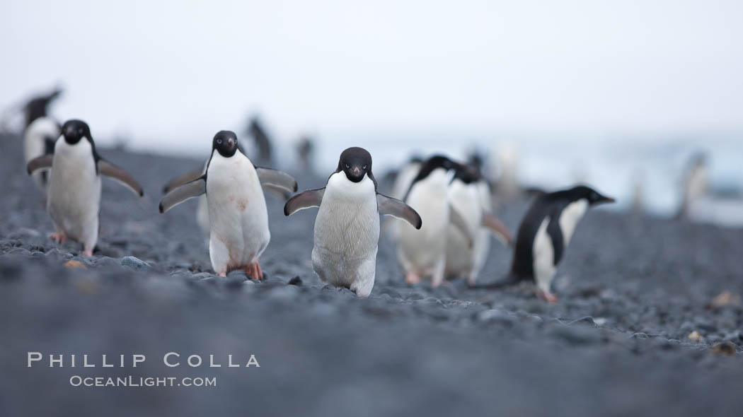 Adelie penguins walking on a stone beach. Brown Bluff, Antarctic Peninsula, Antarctica, Pygoscelis adeliae, natural history stock photograph, photo id 25101