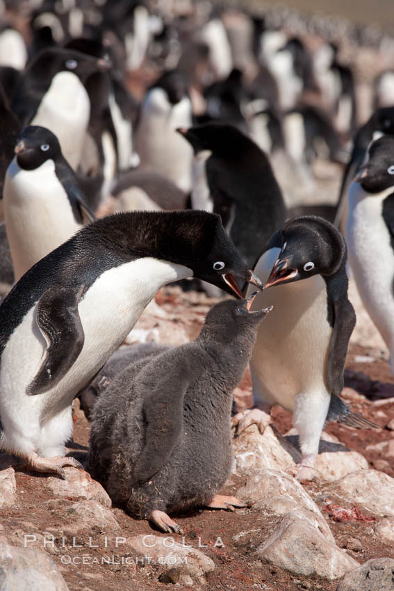 Adelie penguin, adults feeding chicks, part of the large nesting colony of penguins that resides along the lower slopes of Devil Island. Antarctic Peninsula, Antarctica, Pygoscelis adeliae, natural history stock photograph, photo id 25042