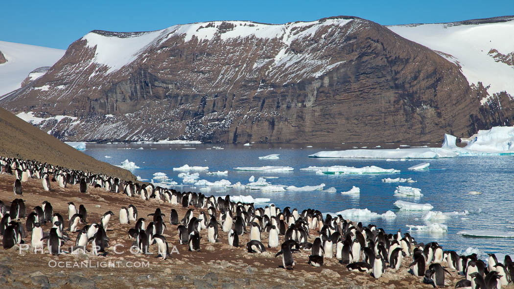 Adelie penguins at the nest, part of the large nesting colony of penguins that resides along the lower slopes of Devil Island. Antarctic Peninsula, Antarctica, Pygoscelis adeliae, natural history stock photograph, photo id 25046