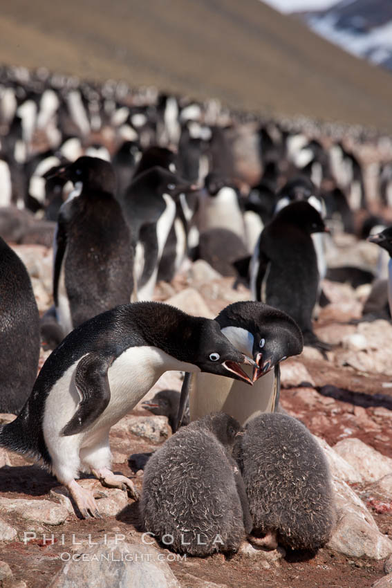 Adelie penguin, adults feeding chicks, part of the large nesting colony of penguins that resides along the lower slopes of Devil Island. Antarctic Peninsula, Antarctica, Pygoscelis adeliae, natural history stock photograph, photo id 25106