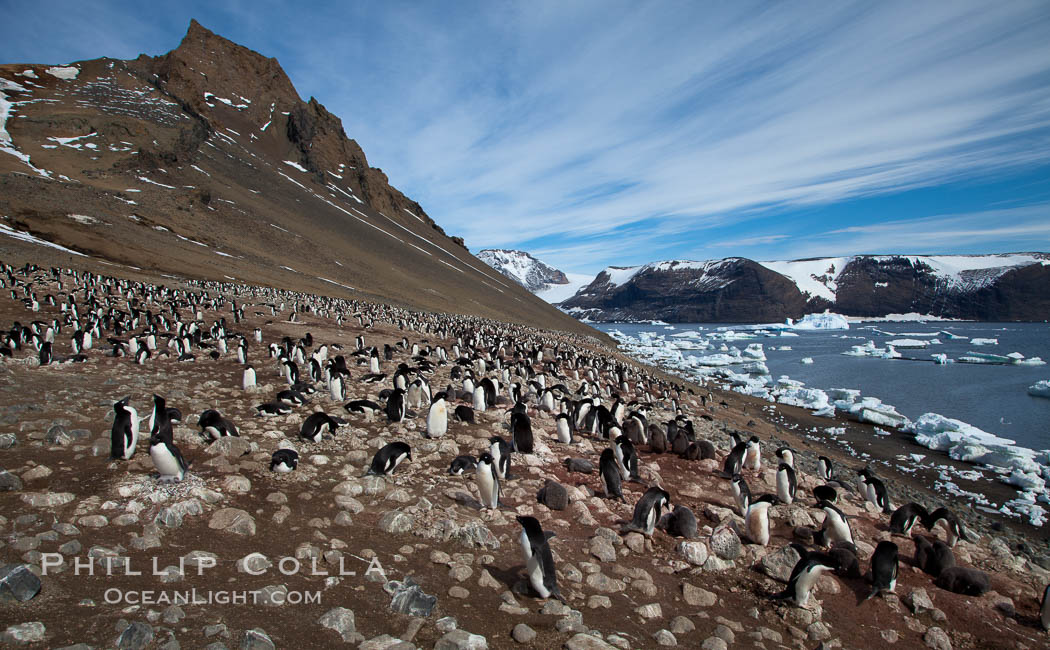 Adelie penguins at the nest, part of the large nesting colony of penguins that resides along the lower slopes of Devil Island. Antarctic Peninsula, Antarctica, Pygoscelis adeliae, natural history stock photograph, photo id 25104