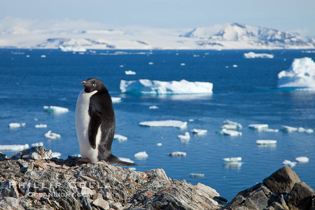 Adelie penguin., Pygoscelis adeliae, natural history stock photograph, photo id 25108
