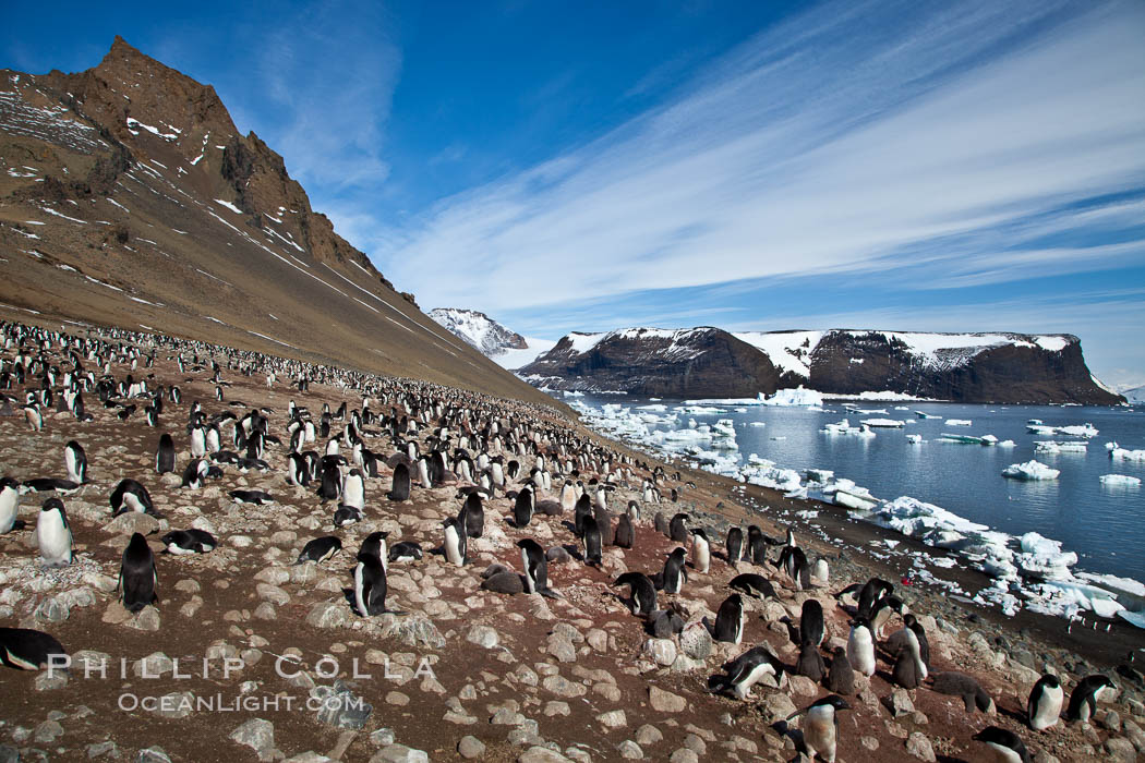 Adelie penguins at the nest, part of the large nesting colony of penguins that resides along the lower slopes of Devil Island. Antarctic Peninsula, Antarctica, Pygoscelis adeliae, natural history stock photograph, photo id 25043
