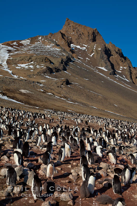 Adelie penguins at the nest, part of the large nesting colony of penguins that resides along the lower slopes of Devil Island. Antarctic Peninsula, Antarctica, Pygoscelis adeliae, natural history stock photograph, photo id 25047