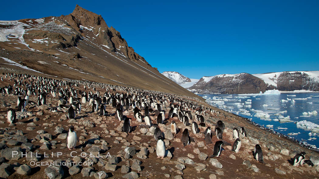 Adelie penguins at the nest, part of the large nesting colony of penguins that resides along the lower slopes of Devil Island, Pygoscelis adeliae