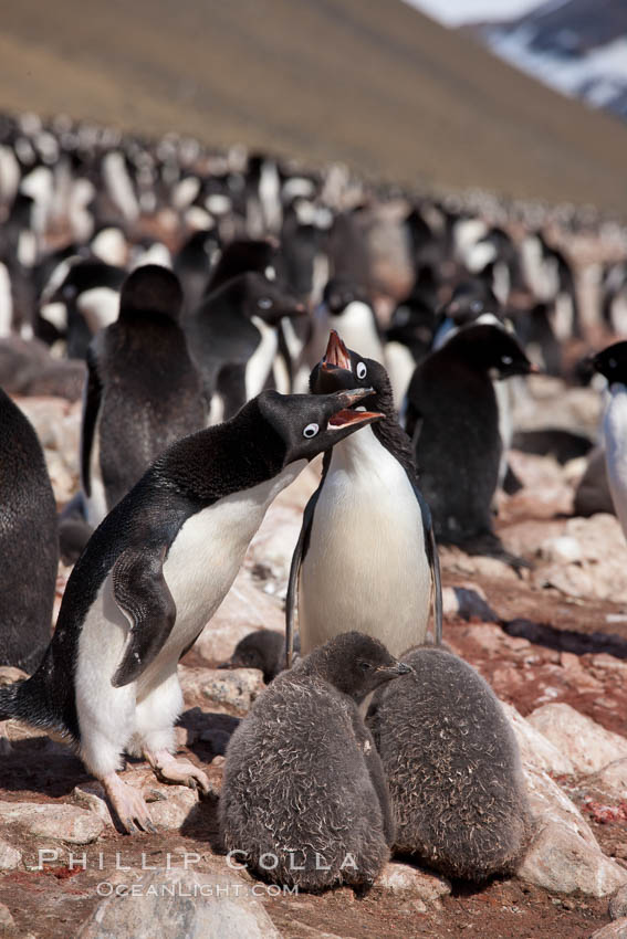 Adelie penguin, adults feeding chicks, part of the large nesting colony of penguins that resides along the lower slopes of Devil Island. Antarctic Peninsula, Antarctica, Pygoscelis adeliae, natural history stock photograph, photo id 25105