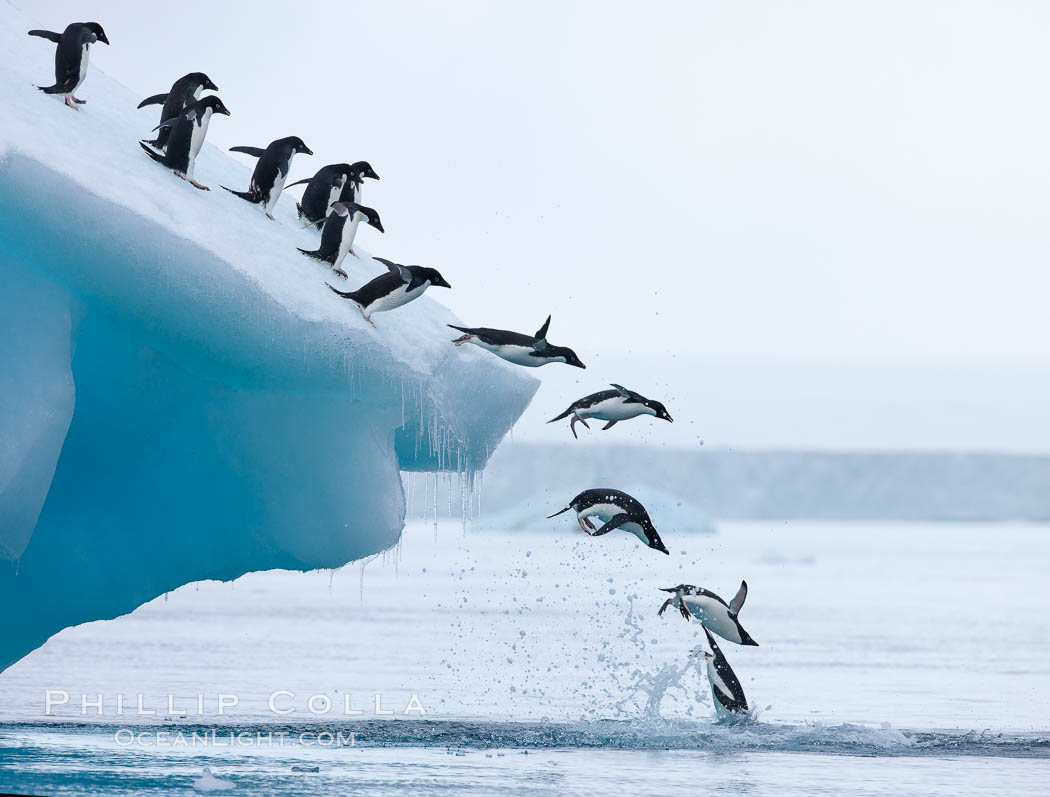 Adelie penguins leaping into the ocean from an iceberg, Pygoscelis adeliae, Brown Bluff