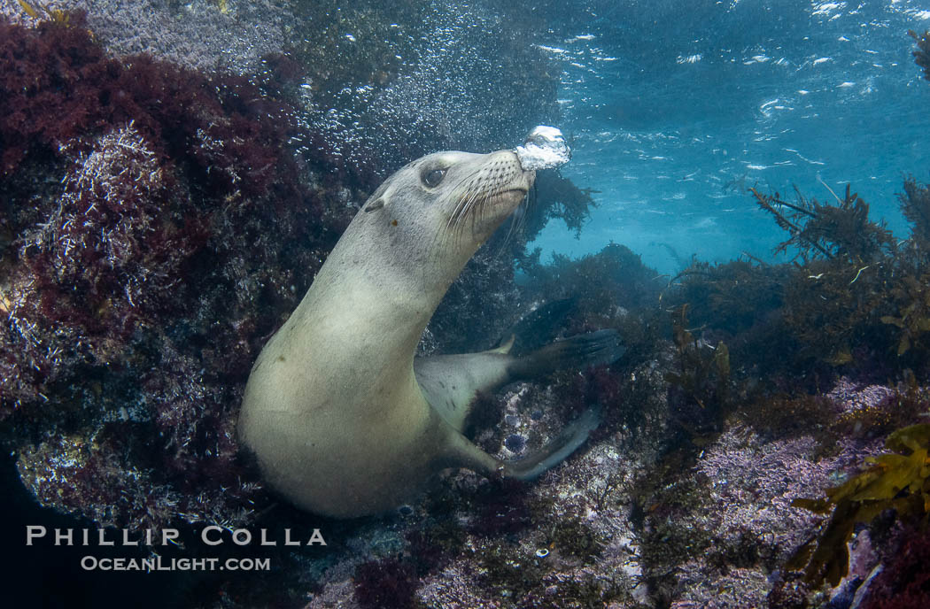 Adult California sea lion female in the shallows, Islas Coronados, Mexico., Zalophus californianus, natural history stock photograph, photo id 40759