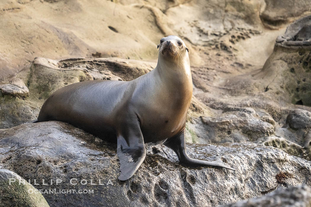 Adult female California sea lion in La Jolla Cove, Zalophus californianus. USA, natural history stock photograph, photo id 39521