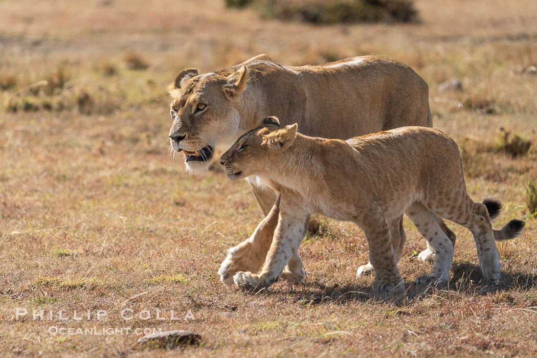 Adult lioness traveling with younger lion in her care, Mara North Conservancy, Kenya., Panthera leo, natural history stock photograph, photo id 39673