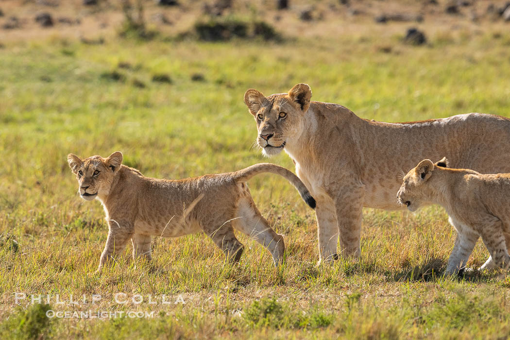 Adult lioness traveling with younger lions in her care, Mara North Conservancy, Kenya., Panthera leo, natural history stock photograph, photo id 39663