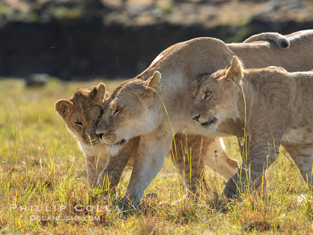 Adult lioness traveling with younger lions in her care, Mara North Conservancy, Kenya., Panthera leo, natural history stock photograph, photo id 39665
