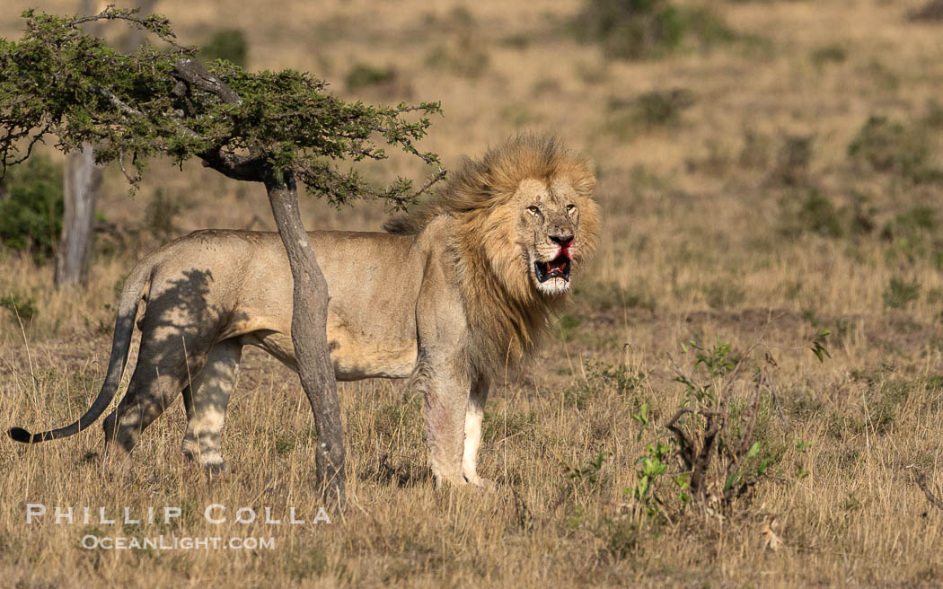 Adult Male Lion with Fresh Wounds to Face and Leg, Greater Masai Mara, Mara North Consevancy. Mara North Conservancy, Kenya, Panthera leo, natural history stock photograph, photo id 39758