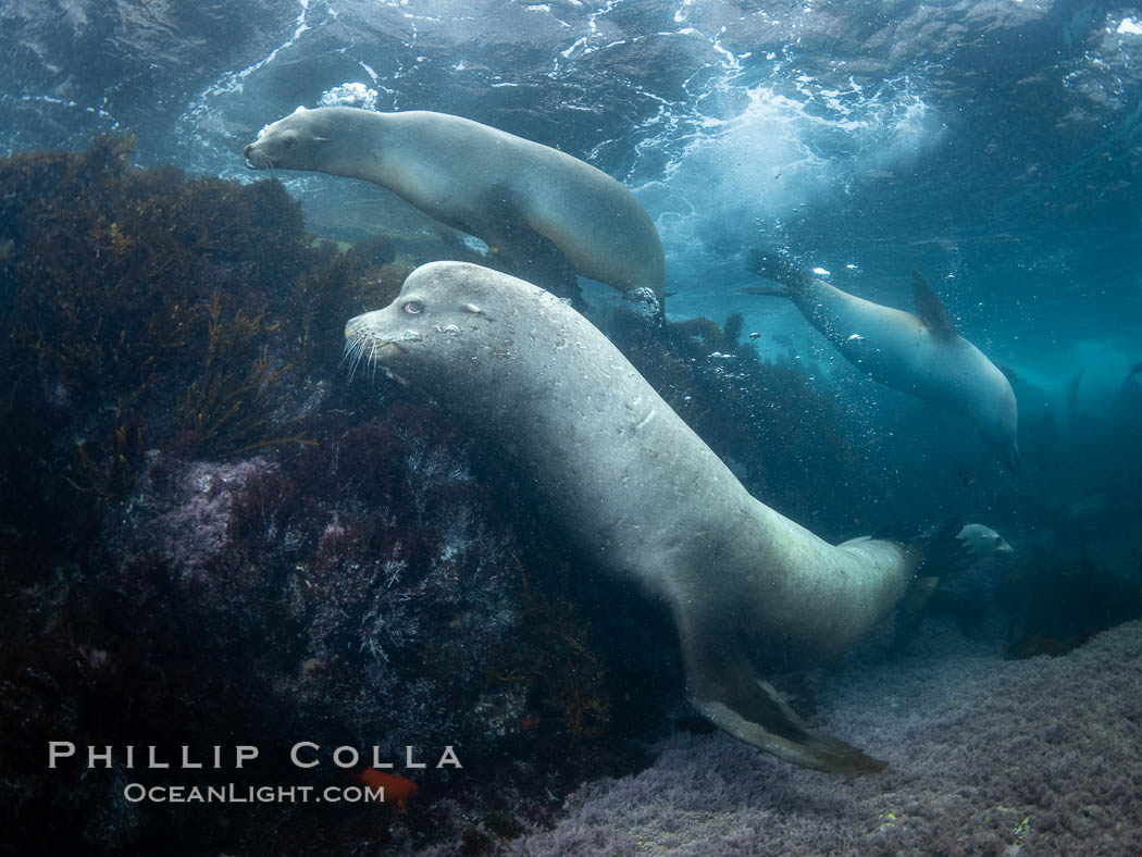 Adult male sea lion, a bull, at the Coronado Islands, Baja California, Mexico. Coronado Islands (Islas Coronado), Zalophus californianus, natural history stock photograph, photo id 37312