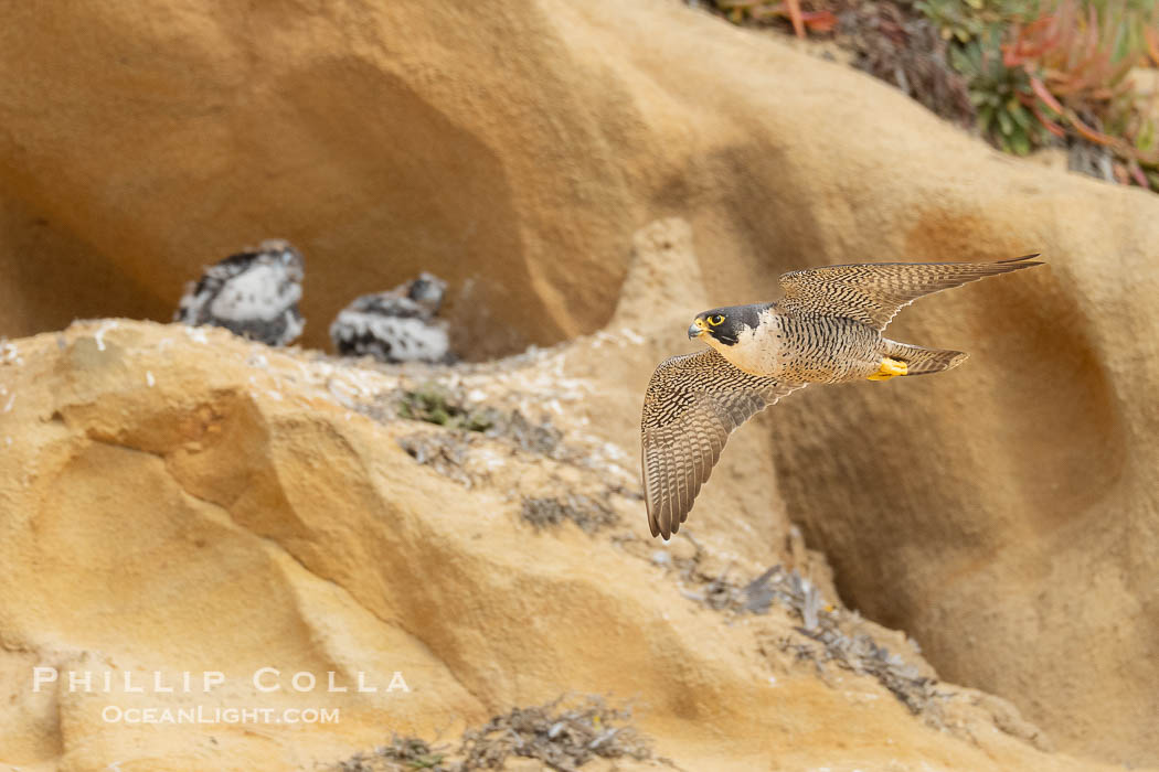 Adult Peregrin Falcon flies by chicks at the nest on Torrey Pines sandstone cliffs., Falco peregrinus, natural history stock photograph, photo id 40988
