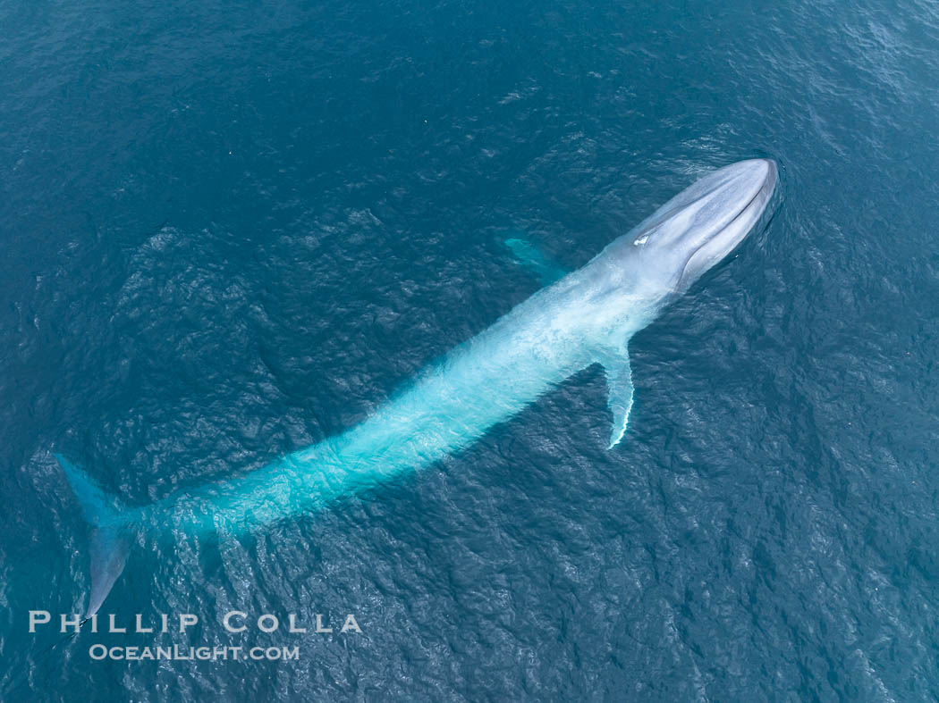 Aerial photo of blue whale near San Diego. This enormous blue whale glides at the surface of the ocean, resting and breathing before it dives to feed on subsurface krill. California, USA, Balaenoptera musculus, natural history stock photograph, photo id 39428
